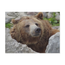 Cook bear