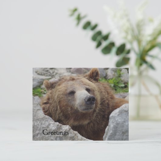 Carte Postale Cook bear (Debout devant)