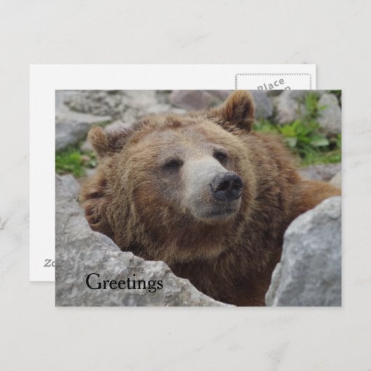 Carte Postale Cook bear (Devant / Derrière)