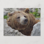 Carte Postale Cook bear (Devant)