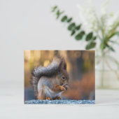 Carte Postale cookie de consommation d'écureuil (Debout devant)