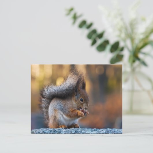 Carte Postale cookie de consommation d'écureuil (Debout devant)