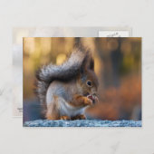 Carte Postale cookie de consommation d'écureuil (Devant / Derrière)