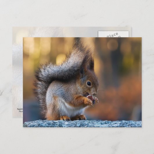 Carte Postale cookie de consommation d'écureuil (Devant / Derrière)
