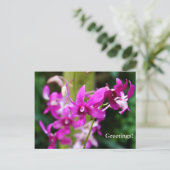 Carte postale - Cooktown Orchid (Debout devant)