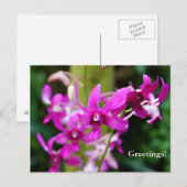Carte postale - Cooktown Orchid (Devant / Derrière)