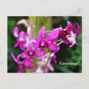 Carte postale - Cooktown Orchid
