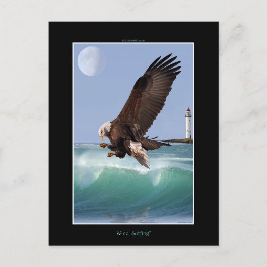 Carte Postale Cool Bald Eagle Wildlife Collection (Devant)
