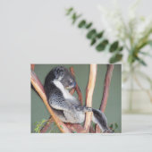 Carte Postale Cool Koala (Debout devant)