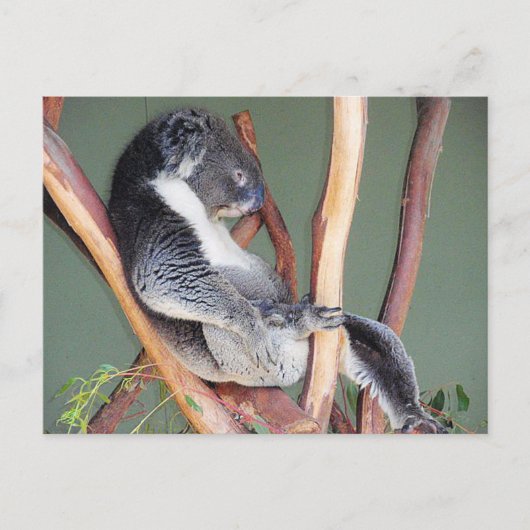 Carte Postale Cool Koala (Devant)