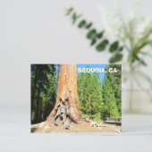 Carte postale cool Sequoia ! (Debout devant)