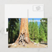 Carte postale cool Sequoia ! (Devant / Derrière)