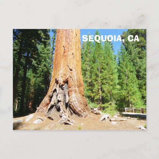 Carte postale cool Sequoia ! (Devant)