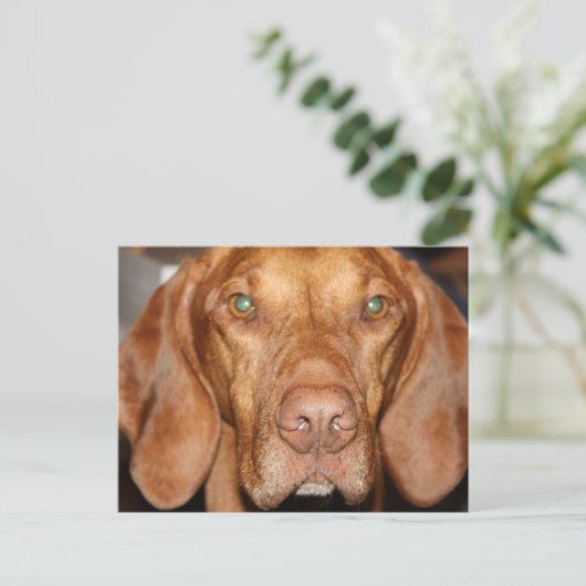 Carte postale Coon Hound (Debout devant)