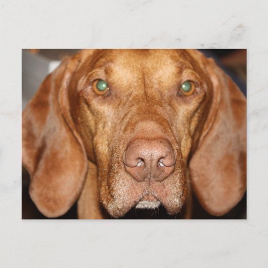 Carte postale Coon Hound (Devant)