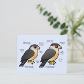 Carte Postale Coop v Sharpie (Debout devant)