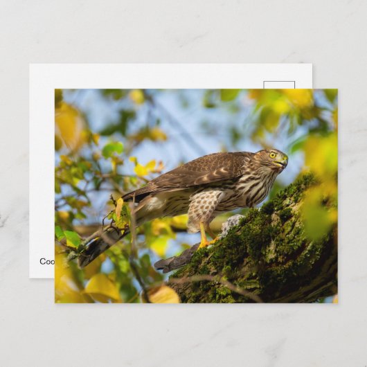Carte Postale Cooper's Hawk (Devant / Derrière)
