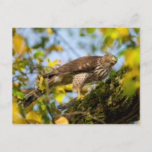Carte Postale Cooper's Hawk