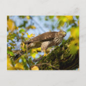 Carte Postale Cooper's Hawk (Devant)