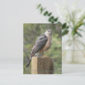 Carte Postale Cooper's Hawk (Debout devant)