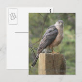 Carte Postale Cooper's Hawk (Devant / Derrière)
