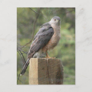 Carte Postale Cooper's Hawk
