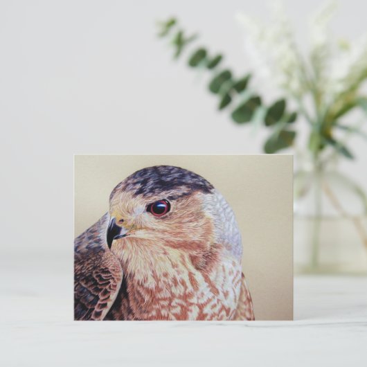 Carte Postale Coopers Hawk (Debout devant)