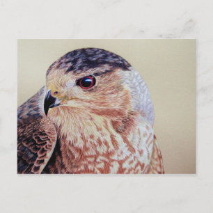 Carte Postale Coopers Hawk
