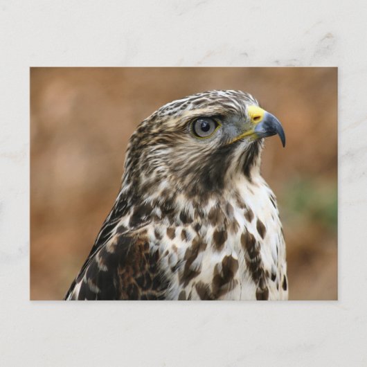 Carte postale Cooper's Hawk (Devant)