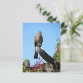 Carte Postale Cooper's Hawk (Debout devant)