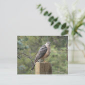 Carte Postale Cooper's Hawk (Debout devant)