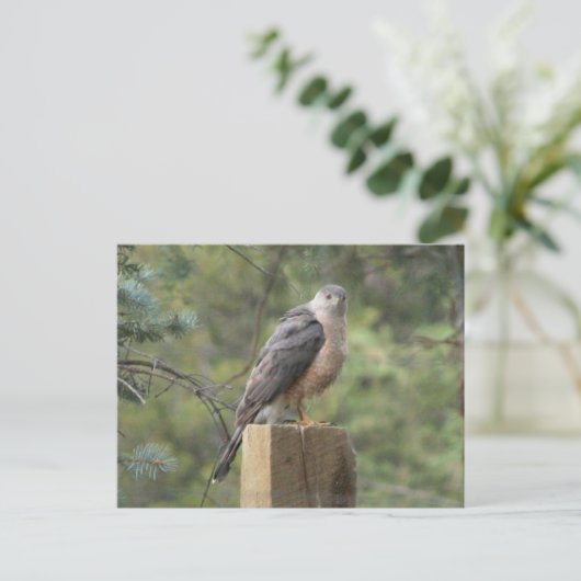Carte Postale Cooper's Hawk (Debout devant)