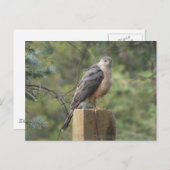 Carte Postale Cooper's Hawk (Devant / Derrière)
