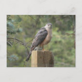 Carte Postale Cooper's Hawk (Devant)