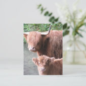 Carte Postale Coos poilus : Vache et veau de Highland (Debout devant)