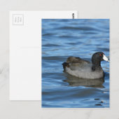 Carte Postale Coot américain (Devant / Derrière)