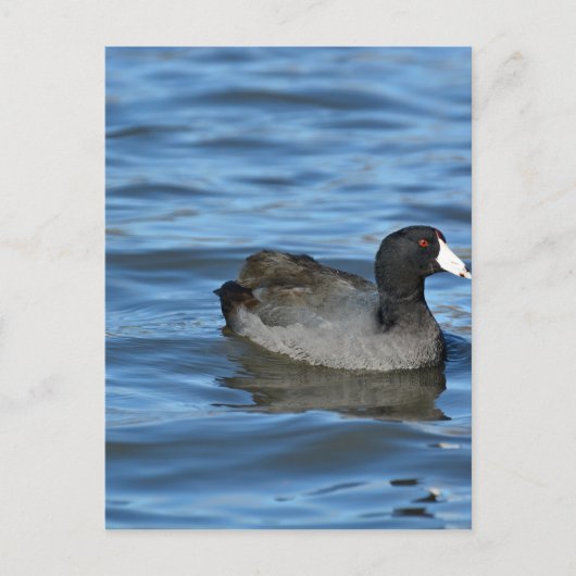 Carte Postale Coot américain (Devant)