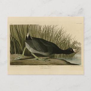 Carte Postale Coot américain des oiseaux d'Amérique d'Audubon