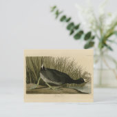 Carte Postale Coot américain des oiseaux d'Amérique d'Audubon (Debout devant)