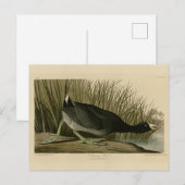 Carte Postale Coot américain des oiseaux d'Amérique d'Audubon (Devant / Derrière)
