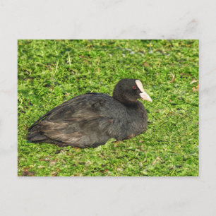 Carte Postale Coot Eurasien, Lac Roath Park, Cardiff, Pays de Ga