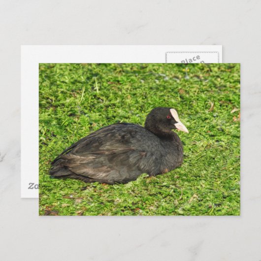 Carte Postale Coot Eurasien, Lac Roath Park, Cardiff, Pays de Ga (Devant / Derrière)