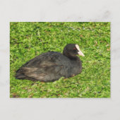 Carte Postale Coot Eurasien, Lac Roath Park, Cardiff, Pays de Ga (Devant)