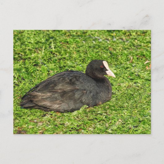 Carte Postale Coot Eurasien, Lac Roath Park, Cardiff, Pays de Ga (Devant)