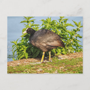 Carte Postale Coot Eurasien, Lac Roath Park, Cardiff, Pays de Ga