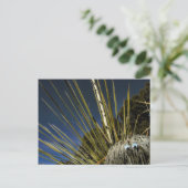 Carte Postale copain cactus no 1 (Debout devant)