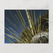 Carte Postale copain cactus no 1 (Devant)