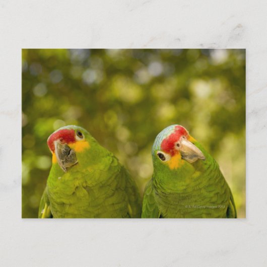 Carte Postale Copan, Honduras (Devant)