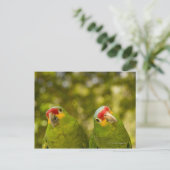 Carte Postale Copan, Honduras (Debout devant)