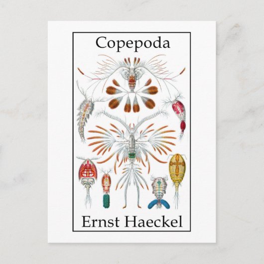 Carte Postale Copepoda par Ernst Haeckel (Devant)